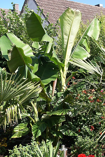 Musa sikkimensis